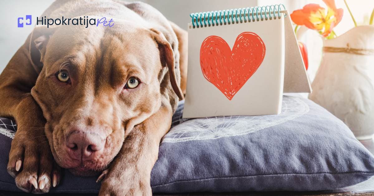 Cover Image for Srčani crv kod pasa: Kako prepoznati simptome, lečenje i važnost prevencije