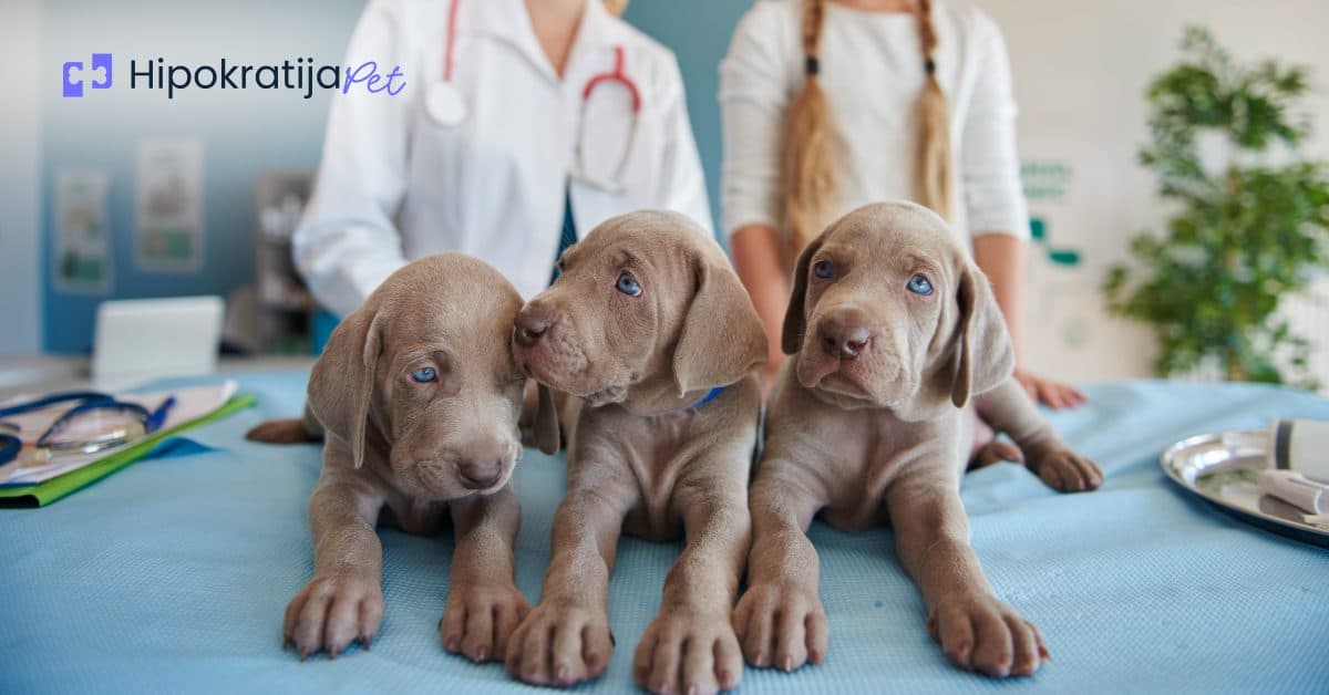 Cover Image for Prvo čišćenje pasa od parazita - sve što bi trebalo da znate