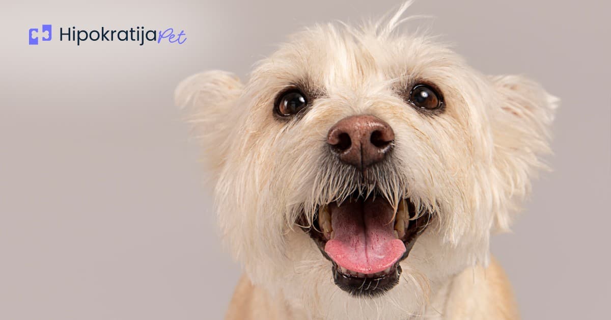 Cover Image for Parvovirus kod pasa: Simptomi, lečenje i prevencija ove opasne bolesti