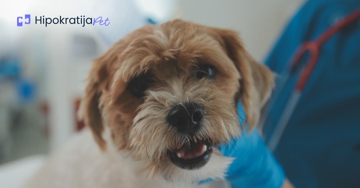 Cover Image for Šuga kod pasa: Prepoznavanje simptoma, uzroci i efikasno lečenje