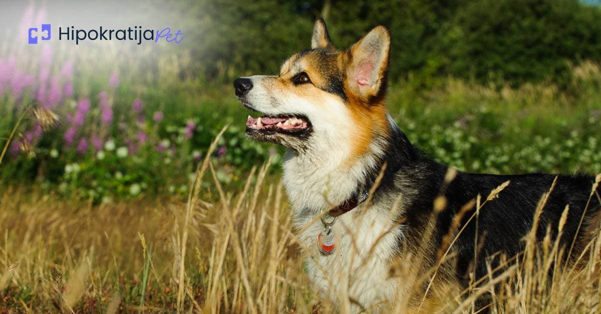 Cover Image for Šta uraditi ako pas proguta popino prase?