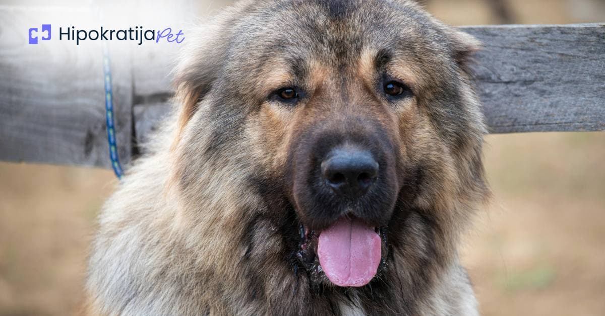 Cover Image for Kavkaski ovčar: sve o karakteristikama, ishrani i nezi impozantnog čuvara