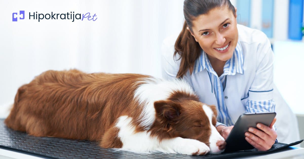 Cover Image for Saveti za građenje snažnog onlajn brenda - veterinarske ustanove i grooming saloni!