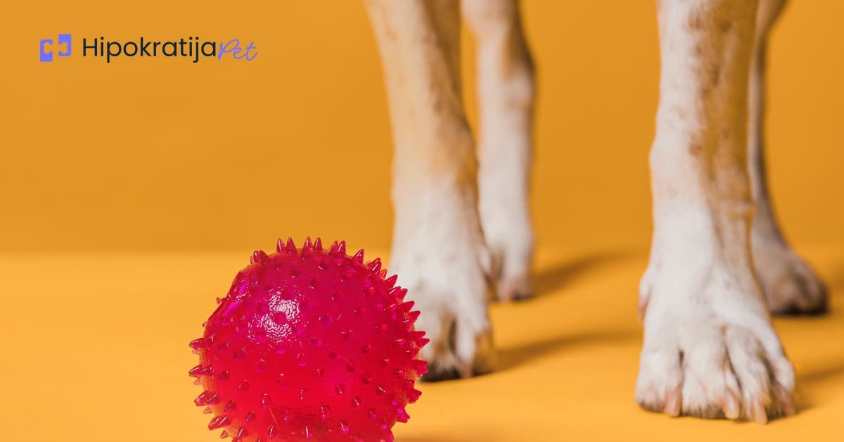 Cover Image for Displazija kukova kod pasa: Uzroci, simptomi i lečenje