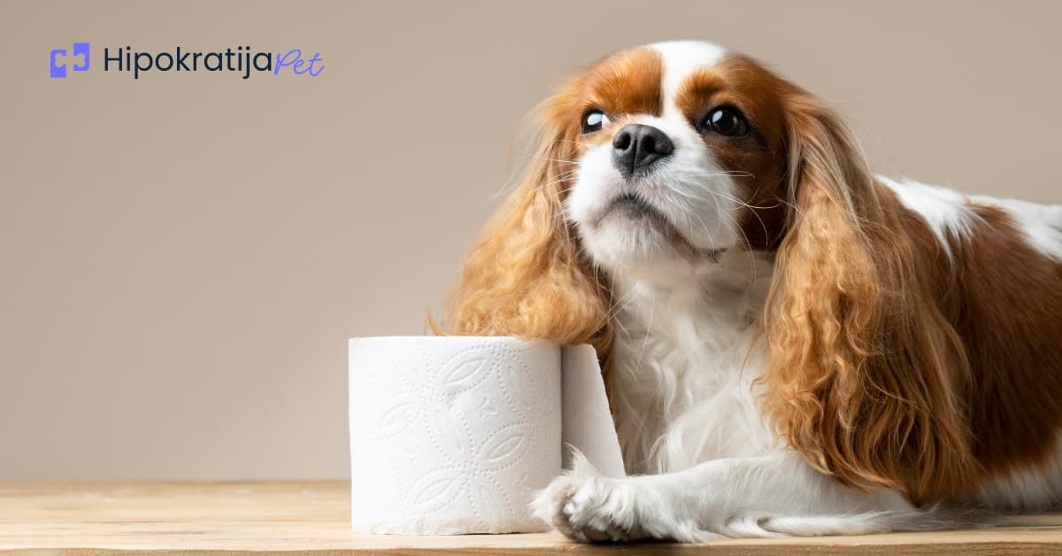 Cover Image for Kako odviknuti psa od mokrenja po kući: metode i saveti