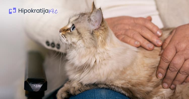 kako-smiriti-macku-u-teranju-saveti-za-vlasnike