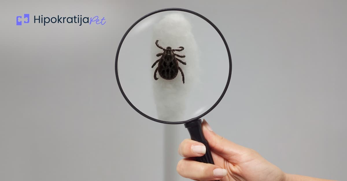 Cover Image for Krpelji kod pasa: Kako ih bezbedno ukloniti i kada posetiti veterinara?