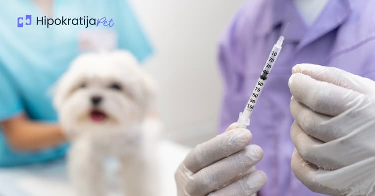 vakcine-za-pse-kalendar-vakcinacije-pasa