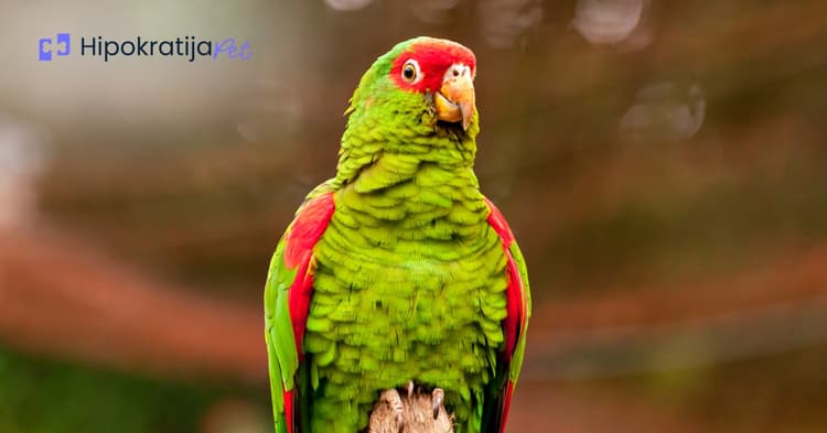 papagaj-kozica-da-li-je-pravi-izbor-za-vas