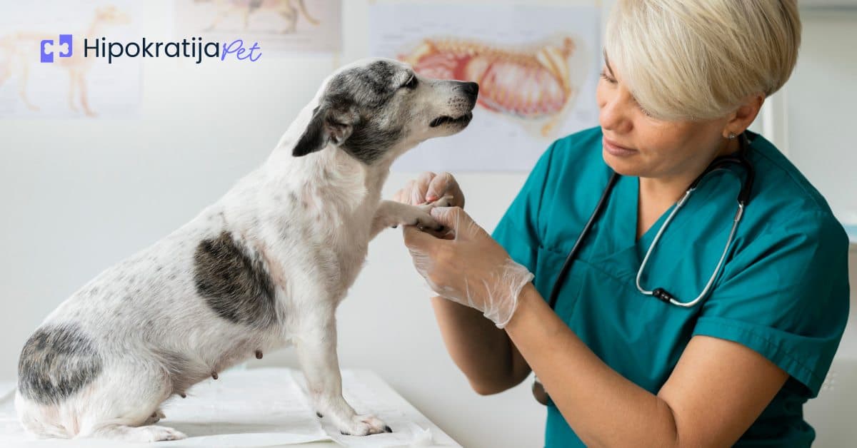 Cover Image for Otkazivanje nogu kod pasa: Uzroci, simptomi i mogućnosti lečenja